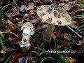 Amanita ceciliae-amf215-1